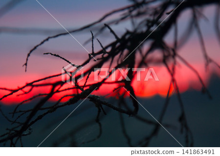 Crimson sunset and dead tree branches Crimson sunset and dead tree branches 141863491