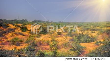 panorama dry thickets of Bush in India. panorama dry thickets of Bush in India. 141863510