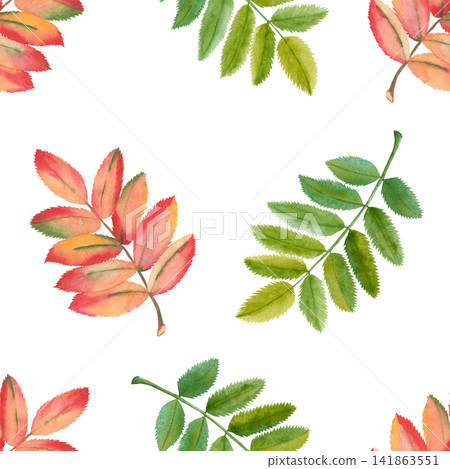Autumn Watercolor Seamless Pattern with Rowan Leaves Autumn Watercolor Seamless Pattern with Rowan Leaves 141863551