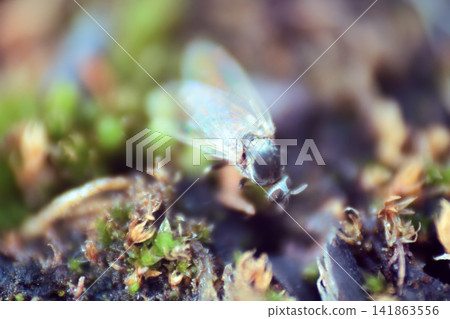 Midge close-up in tundra. 141863556