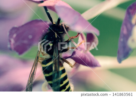 wasp produces nectar in a short summer wasp produces nectar in a short summer 141863561