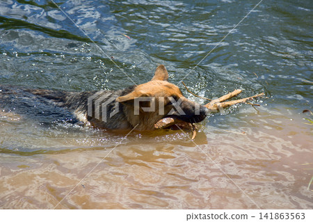 German shepherd on walk in wild German shepherd on walk in wild 141863563