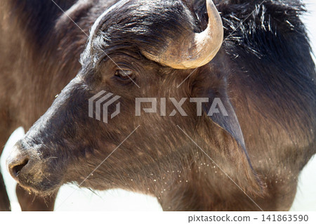 Indian water Buffalo young, portrait Indian water Buffalo young, portrait 141863590