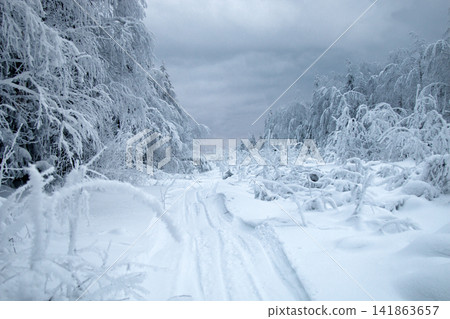Snow logging road in Siberian snow-covered and frosty forest Snow logging road in Siberian snow-covered and frosty forest 141863657