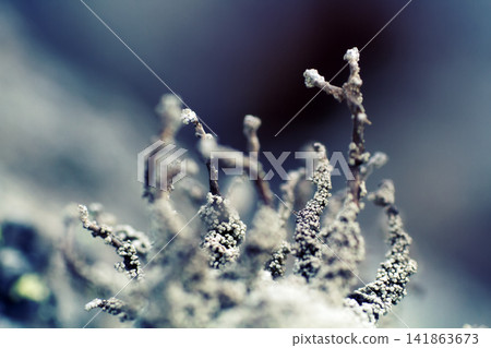 bit frightening landscape macro. bit frightening landscape macro. 141863673