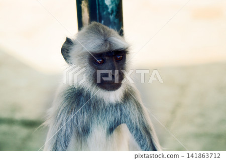 Langur monkey portrait on the background of ancient temple Langur monkey portrait on the background of ancient temple 141863712