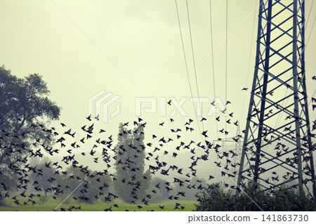 Big flocks of starlings before sleepover concentrated in dense flocks Big flocks of starlings before sleepover concentrated in dense flocks 141863730