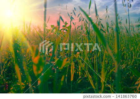 oat crop on an agricultural field oat crop on an agricultural field 141863760