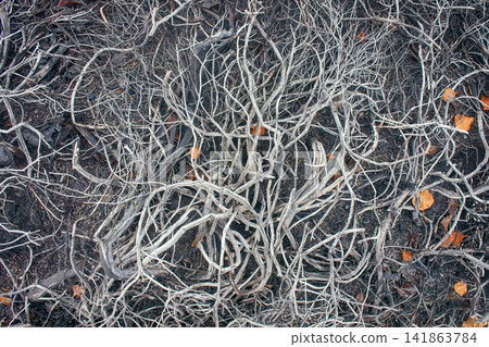 In air pollution and fires in tundra crowberry died In air pollution and fires in tundra crowberry died 141863784