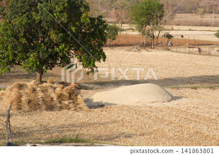Indian Ryots for field work Indian Ryots for field work 141863801