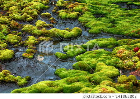 Moss, prevails brium, in Franz Josef Land Moss, prevails brium, in Franz Josef Land 141863802