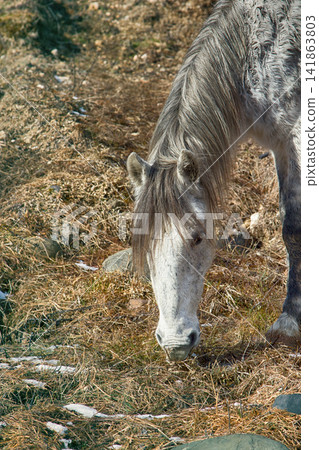 Asian feral horse. Asian feral horse. 141863803