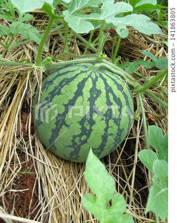 田間種植的西瓜 田間種植的西瓜 141863805