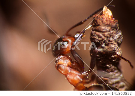 one insect, the ant portrait one insect, the ant portrait 141863832