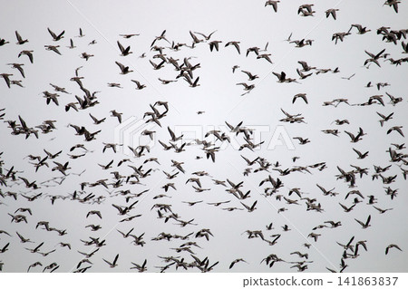 Thousands of geese (bean goose and white-fronted goose Thousands of geese (bean goose and white-fronted goose 141863837