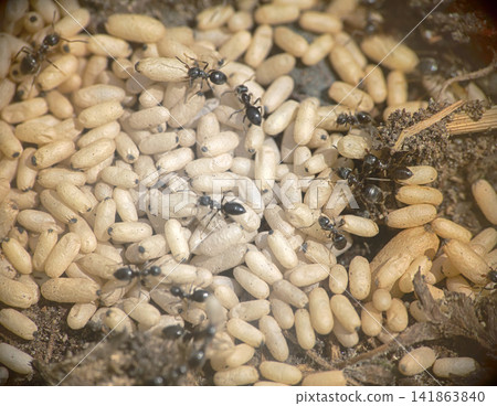 ground ants frantically carry eggs ground ants frantically carry eggs 141863840