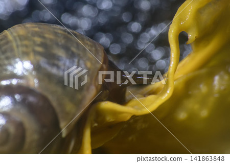 Sea gastropods on algae at low tide. Macro Sea gastropods on algae at low tide. Macro 141863848