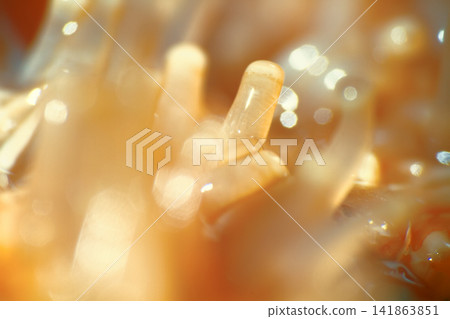 starfish ultra macro beam hand with suction cups. starfish ultra macro beam hand with suction cups. 141863851