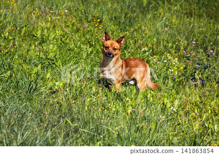small mongrel dog on walk in meadow 141863854