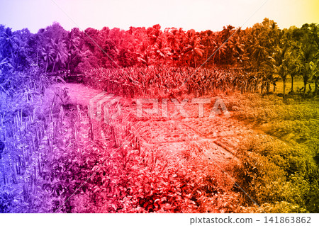 Tropical landscapes, palm groves, rice fields, farmlands with tropical colors 141863862