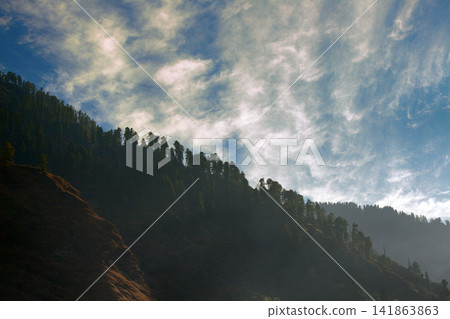 Sparse coniferous forest on the dry slope of the Himalayas 141863863
