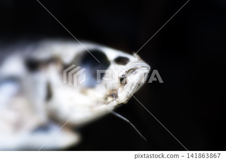scary fish in a state of death scary fish in a state of death 141863867
