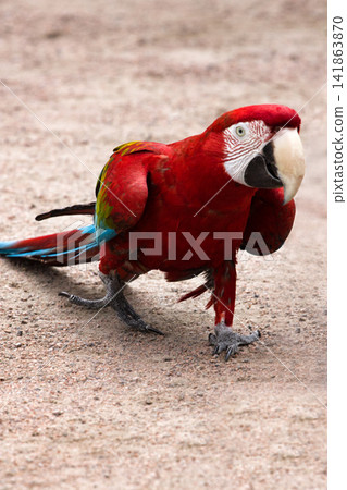 red-and-blue macaw (Ara chloroptera) easy goes on sandy soil red-and-blue macaw (Ara chloroptera) easy goes on sandy soil 141863870