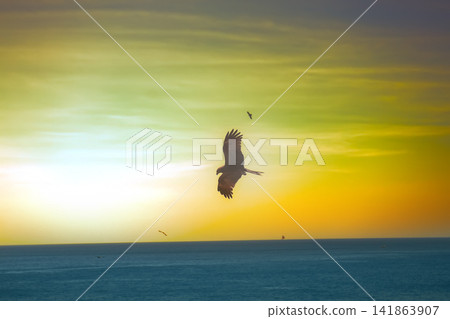 The sea eagles. Kites over the Indian ocean The sea eagles. Kites over the Indian ocean 141863907