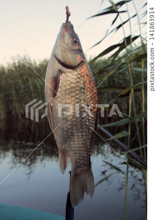 evening glow on a fishing at sunset. evening glow on a fishing at sunset. 141863914