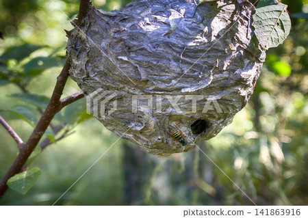 Round nest of paper wasp on branch (live) Round nest of paper wasp on branch (live) 141863916