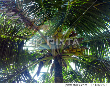 South Kerala Coconut trees South Kerala Coconut trees 141863925