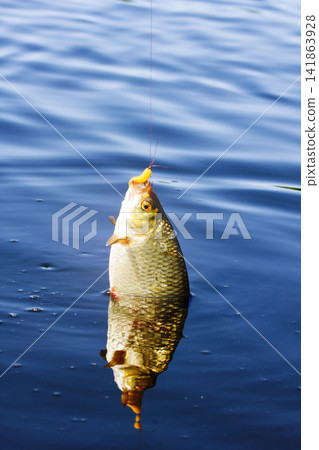 Rudd caught on a white worm Rudd caught on a white worm 141863928