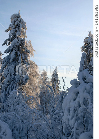 Wood is filled with snow, snowcap on branches og fir-trees Wood is filled with snow, snowcap on branches og fir-trees 141863965
