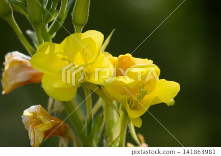 mullein in late summer mullein in late summer 141863981