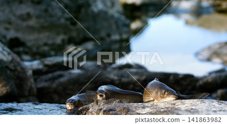 Caught graylings and fishing rod on background of stream Caught graylings and fishing rod on background of stream 141863982