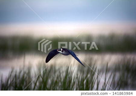 Black tern (Chlidonias nigra, young) Black tern (Chlidonias nigra, young) 141863984