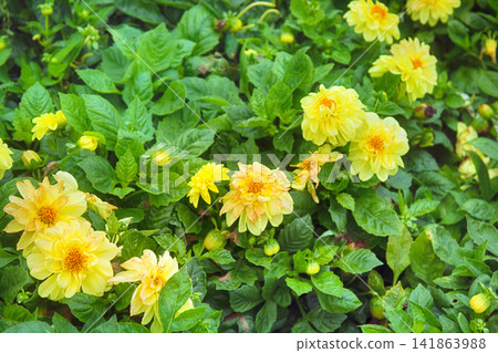 Flowers on Parisian squares and parks Flowers on Parisian squares and parks 141863988
