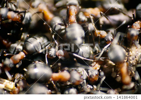 ants moving in anthill Marco ants moving in anthill Marco 141864001