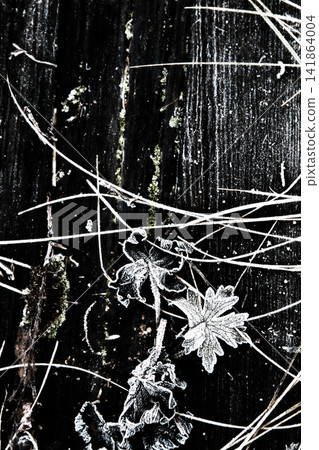 Freeze solid ground until blue and frosted grass Freeze solid ground until blue and frosted grass 141864004
