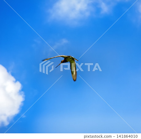 Amazing bird black-tailed Godwit Amazing bird black-tailed Godwit 141864010