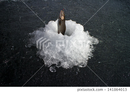 Spring fishing. Grayling fishing from melted ice hole Spring fishing. Grayling fishing from melted ice hole 141864013