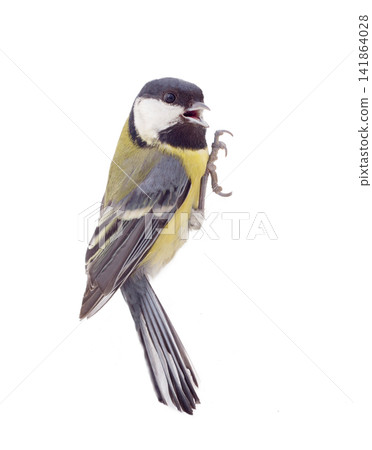 Great tit, isolated Great tit, isolated 141864028