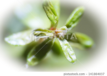 green plants of mountain litter green plants of mountain litter 141864037