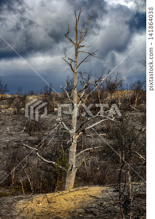 Plants of forest-tundra died because of air pollution platinum-Nickel plant Plants of forest-tundra died because of air pollution platinum-Nickel plant 141864038