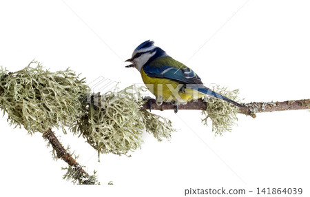 titmouse 13 titmouse 13 141864039
