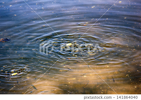 feeding fish in pond. feeding fish in pond. 141864040