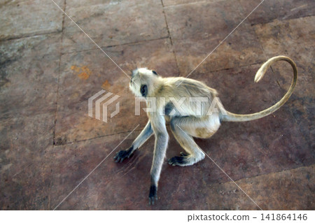 Female langur with a baby on his chest Female langur with a baby on his chest 141864146