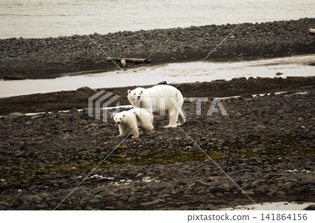 Polar Bears on Franz Joseph Land. Female with funny plump cub Polar Bears on Franz Joseph Land. Female with funny plump cub 141864156