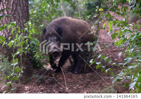 Wild boar Wild boar 141864165