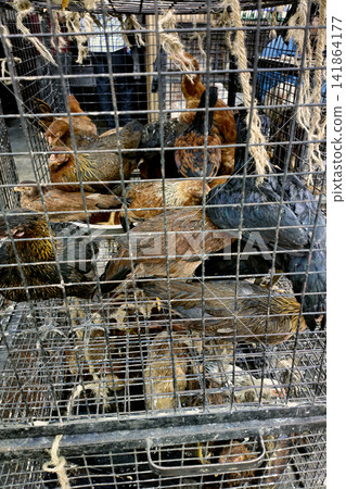 Live hens in cages for sale Live hens in cages for sale 141864177